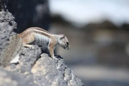 Casa Lirio Costa Calma